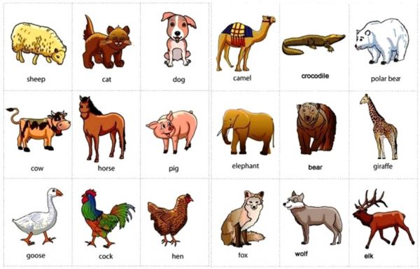 240 Nama Binatang  Dalam  Bahasa  Inggris  dan Cara 